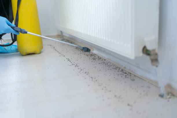 Best Flea Control Services  in Paonia, CO